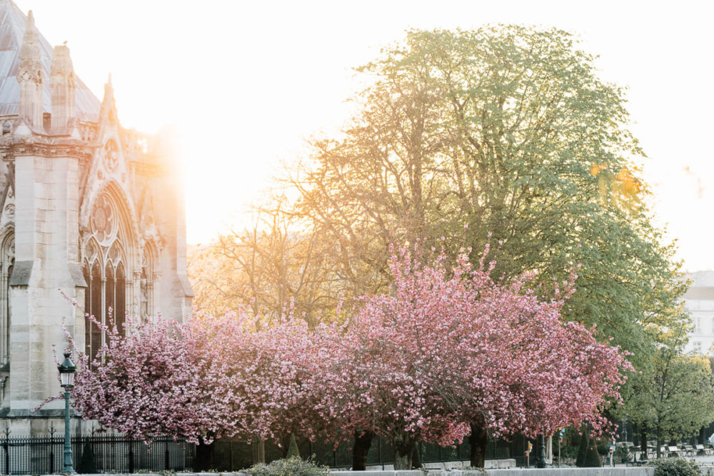 cerisiers-notre-dame