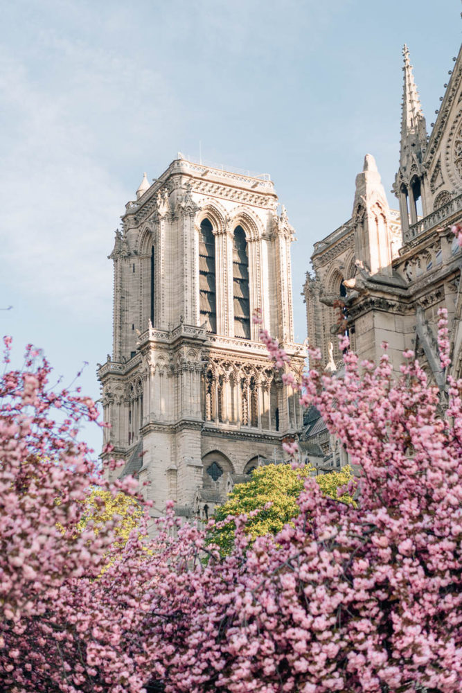 cerisiers-notre-dame-photo