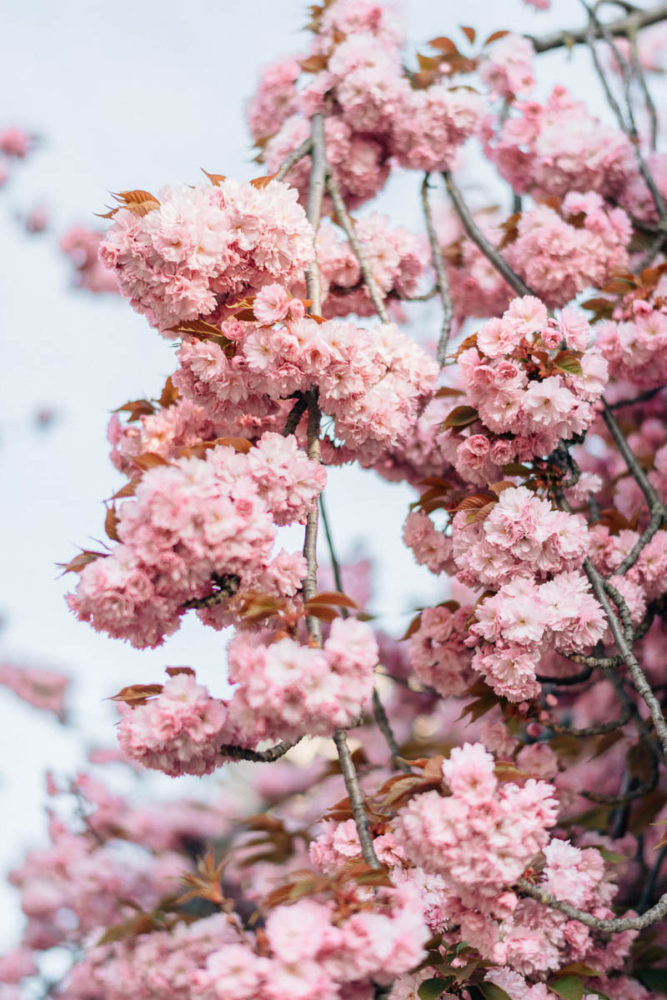 cerisiers-paris-notre-dame-de-paris